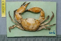 藏品(絨毛隆背蟹)的圖片